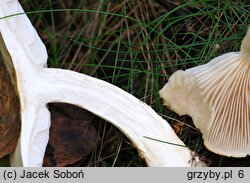 Tricholoma stiparophyllum (gąska jasna)