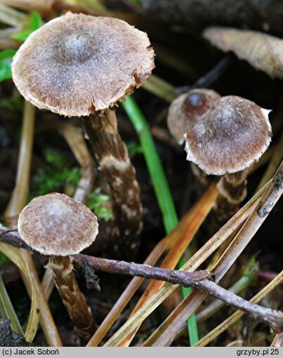 Cortinarius alnetorum (zasłonak olszynowy)