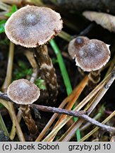 Cortinarius alnetorum (zasłonak olszynowy)