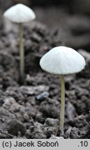 Psathyrella pseudogracilis (kruchaweczka workowatorozwierkowa)