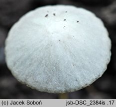 Psathyrella pseudogracilis (kruchaweczka workowatorozwierkowa)