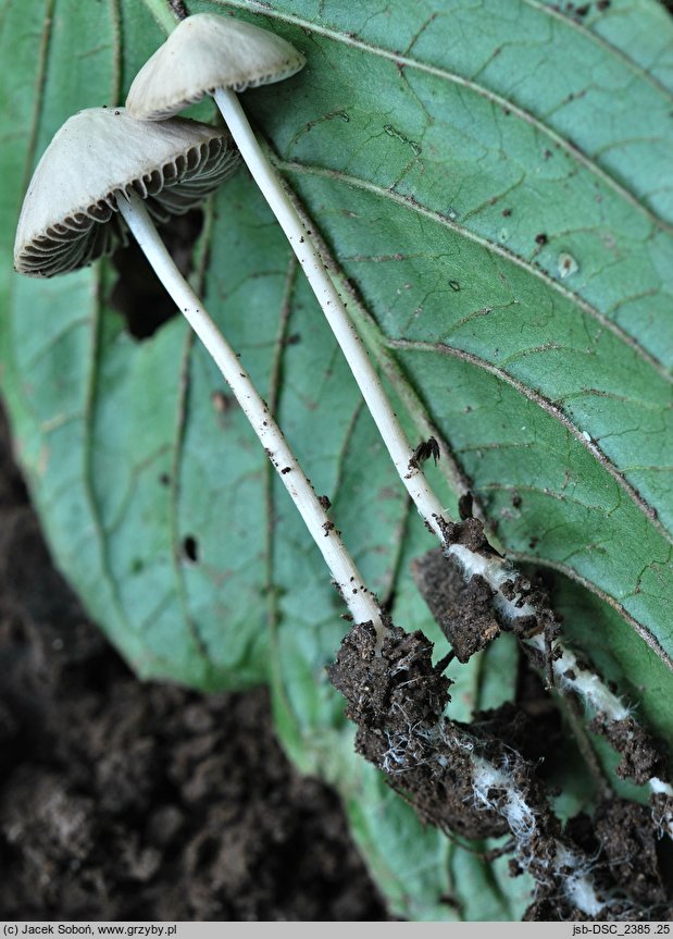 Psathyrella pseudogracilis (kruchaweczka workowatorozwierkowa)