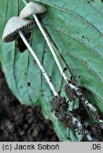 Psathyrella pseudogracilis (kruchaweczka workowatorozwierkowa)