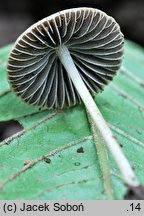 Psathyrella pseudogracilis (kruchaweczka workowatorozwierkowa)