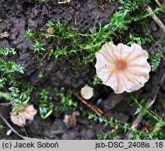 Laccaria pumila (lakówka prążkowana)