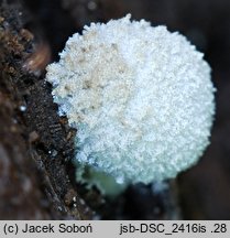 Coprinopsis laanii (czernidłak omączony)