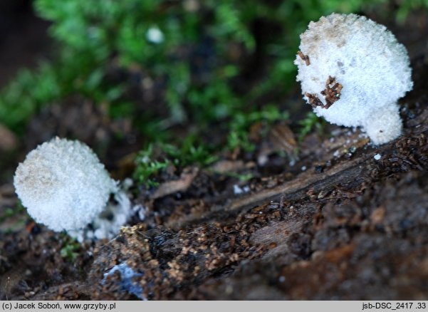 Coprinopsis laanii (czernidłak omączony)