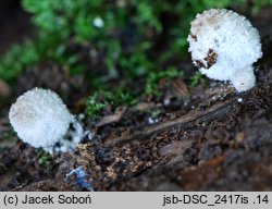 Coprinopsis laanii (czernidłak omączony)