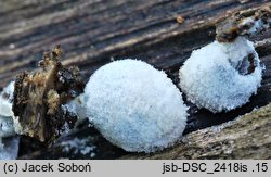 Coprinopsis laanii (czernidłak omączony)