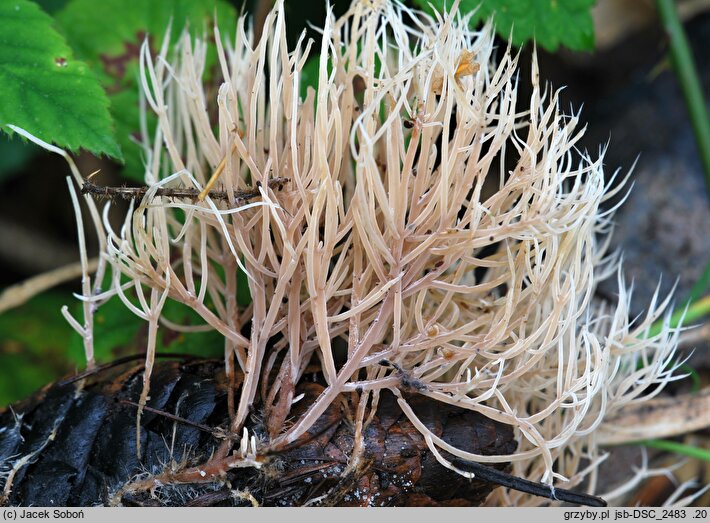 Pterula subulata