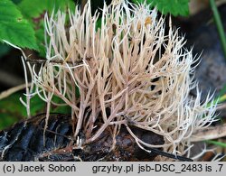 Pterula subulata