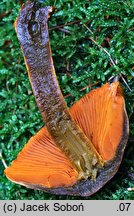 Cortinarius malicorius (zasłonak jabłkowaty)