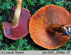 Cortinarius malicorius (zasłonak jabłkowaty)