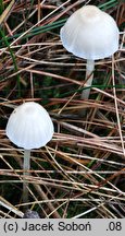 Mycena pelliculosa