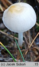 Mycena pelliculosa