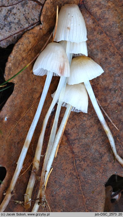 Mycena pelliculosa