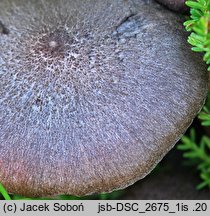 Entoloma fuscotomentosum