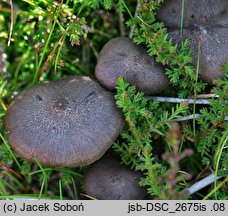 Entoloma fuscotomentosum