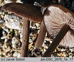 Entoloma fuscotomentosum