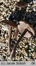 Entoloma fuscotomentosum