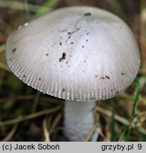 Amanita vaginata (muchomor szarawy)