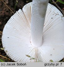 Amanita vaginata (muchomor szarawy)