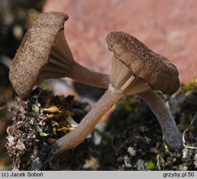 Arrhenia parvivelutina