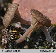 Arrhenia parvivelutina