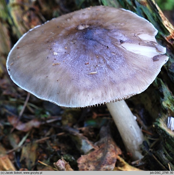 Pluteus brunneoradiatus