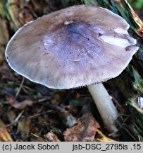 Pluteus brunneoradiatus