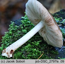 Pluteus brunneoradiatus