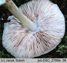 Pluteus brunneoradiatus