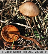 Conocybe juniana var. sordescens