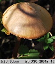 Conocybe juniana var. sordescens