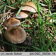 Cortinarius diasemospermus