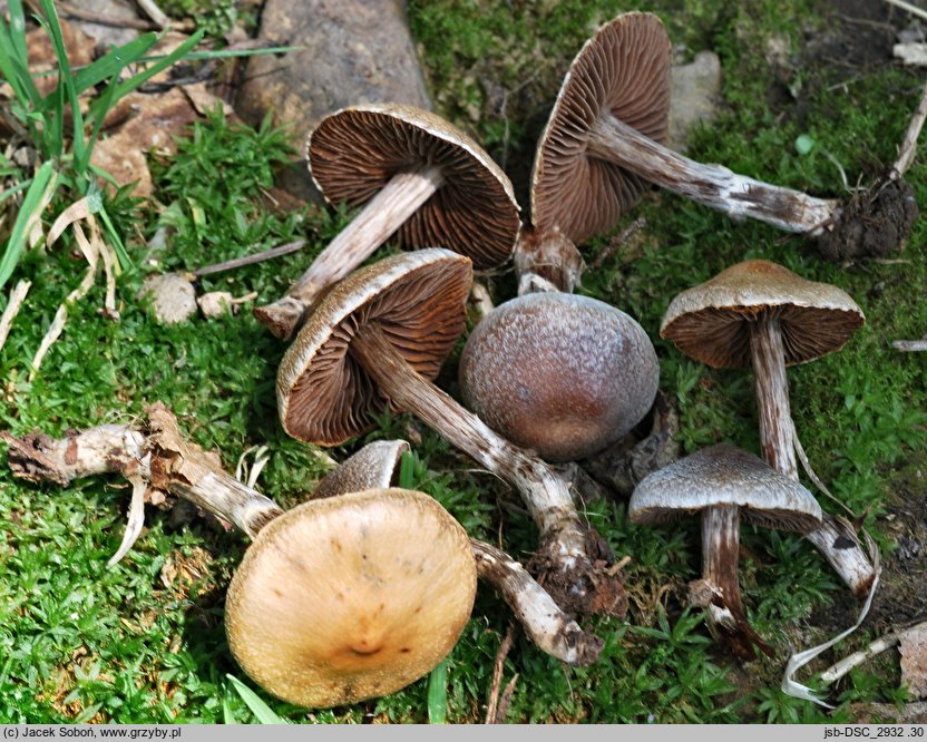 Cortinarius diasemospermus