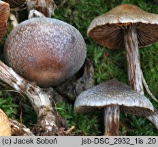 Cortinarius diasemospermus