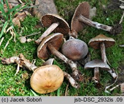 Cortinarius diasemospermus