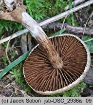 Cortinarius diasemospermus