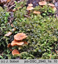 Laccaria laccata var. pallidifolia