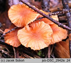 Laccaria laccata (lakówka pospolita)