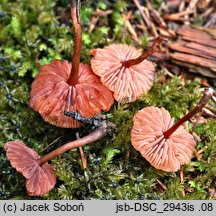 Laccaria laccata var. pallidifolia