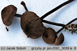 Entoloma tjallingiorum