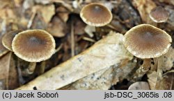 Cortinarius flexipes var. flabellus