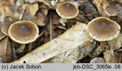 Cortinarius flexipes (zasłonak krętonogi)