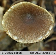 Cortinarius flexipes (zasłonak krętonogi)