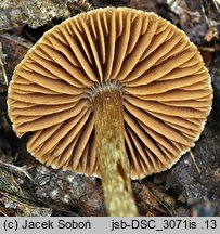 Cortinarius flexipes (zasłonak krętonogi)