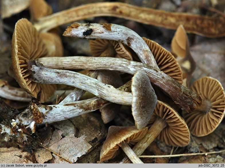 Cortinarius flexipes (zasłonak krętonogi)