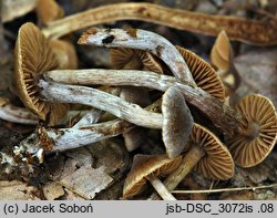 Cortinarius flexipes (zasłonak krętonogi)