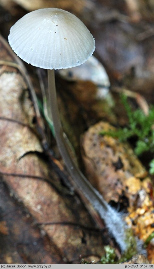 Mycena abramsii (grzybówka wczesna)